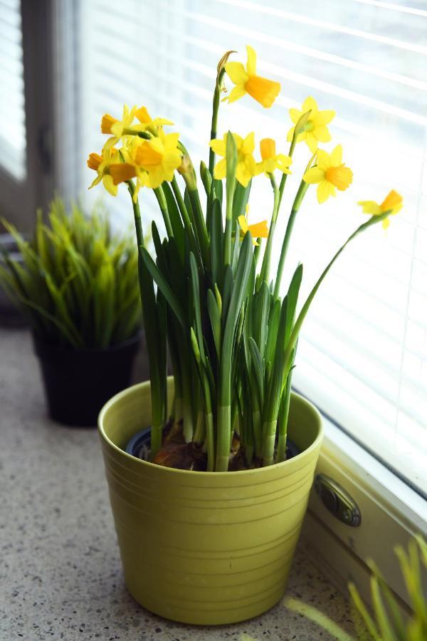 Scandinavian Home 17 City Center Tyoemiehenkatu 2B 赫尔辛基 外观 照片